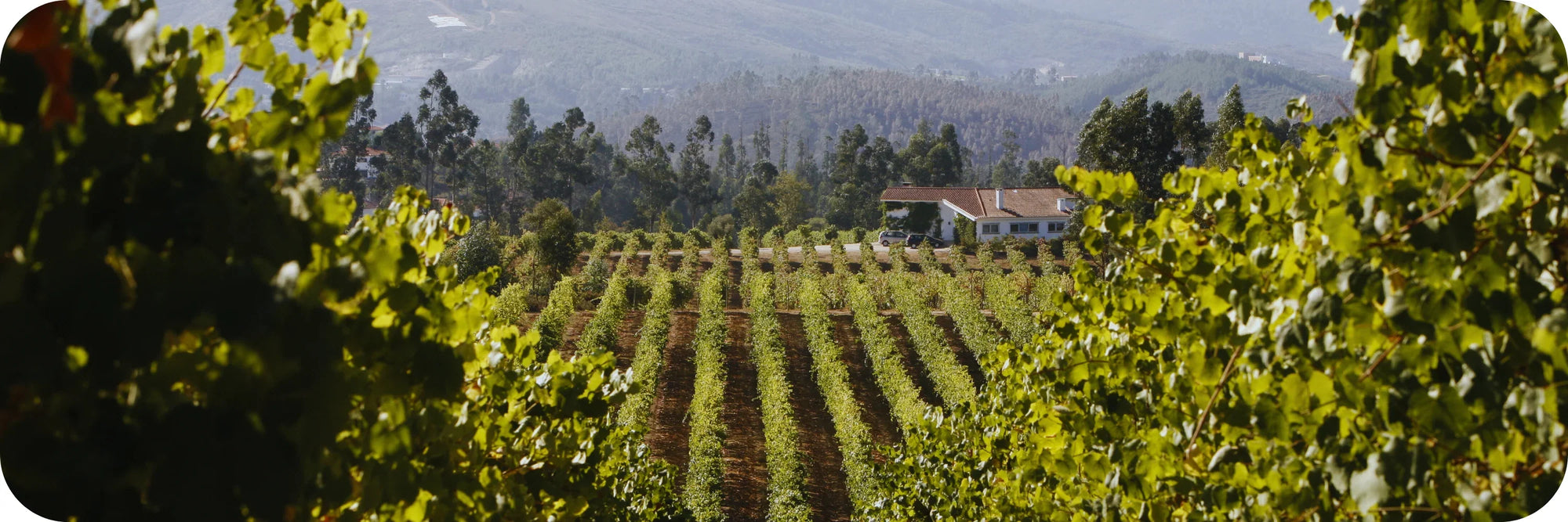 Quinta da Raza